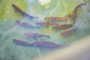 Laichfische