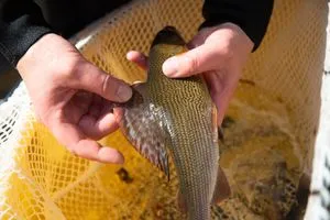 Laichfisch